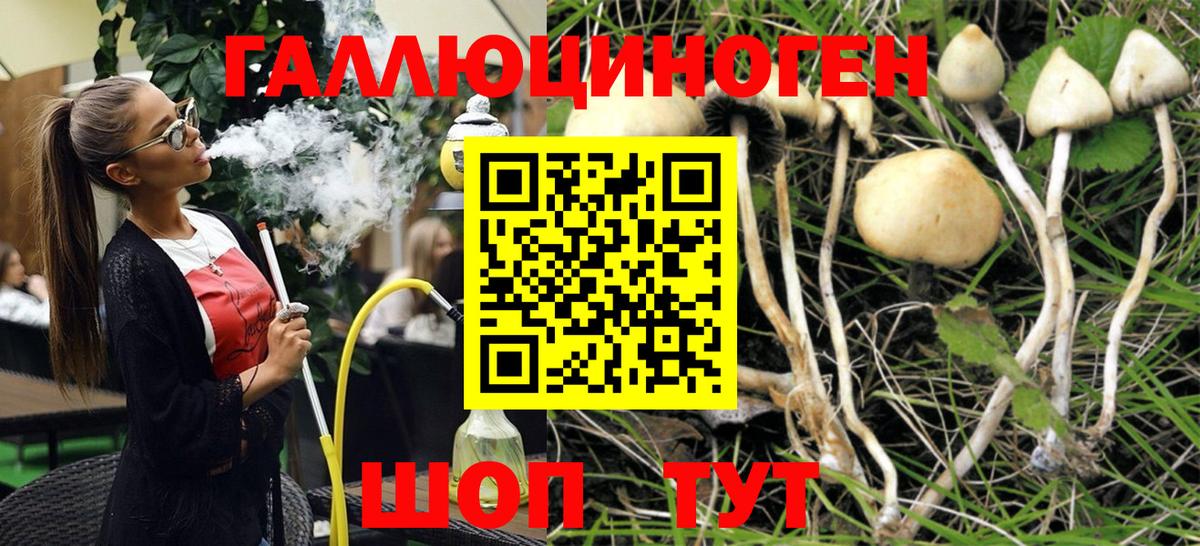 Галлюциногенные грибы Psilocybe  Конаково  Псилоцибиновые грибы Magic Shrooms 